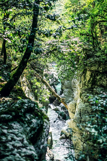 Paesaggio del flusso del fiume della foresta scura profonda del fiume delle rocce