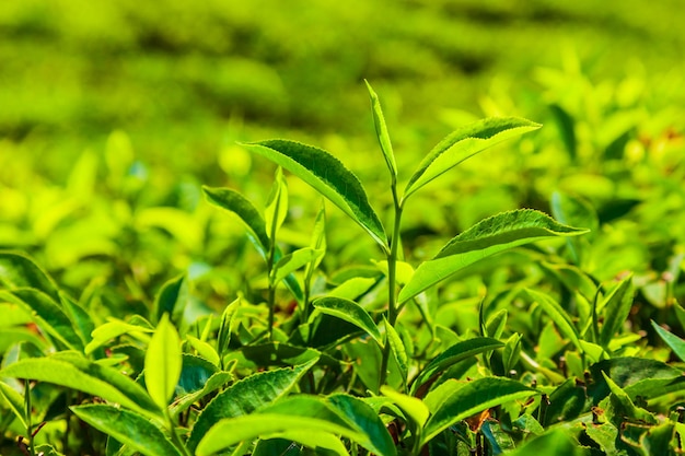 Paesaggio del fondo della natura della piantagione di tè