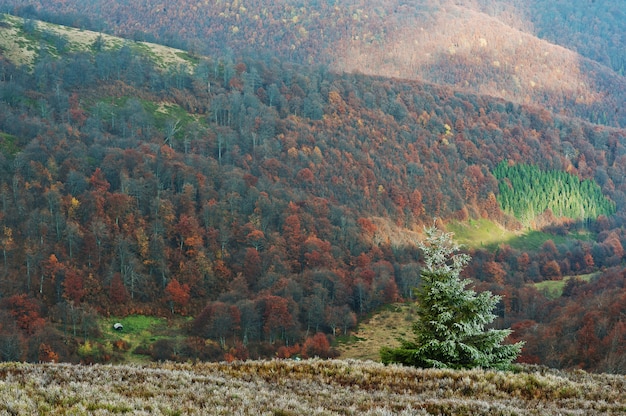 Paesaggio del gelo del nuovo anno albero bellissimo paesaggio della foresta d'autunno sulle montagne.