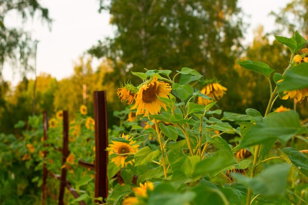 Paesaggio del giacimento del girasole su un&#39;azienda agricola