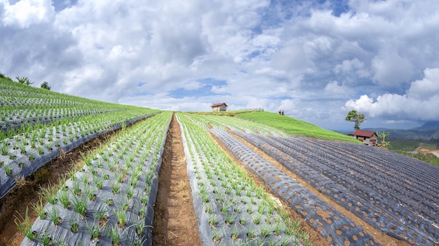 Paesaggio del giardino terrazzato delle cipolle sulla collina