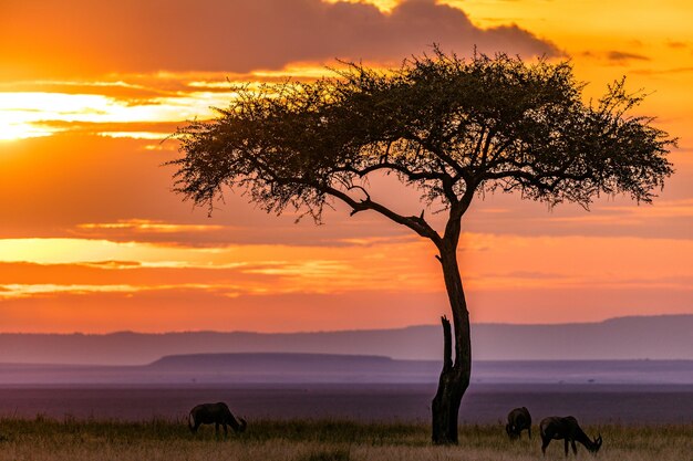 Paesaggio del Kenya Impala Antilope africana Animali selvatici Mammiferi Savanna Grassland Maasai Mara Natio.