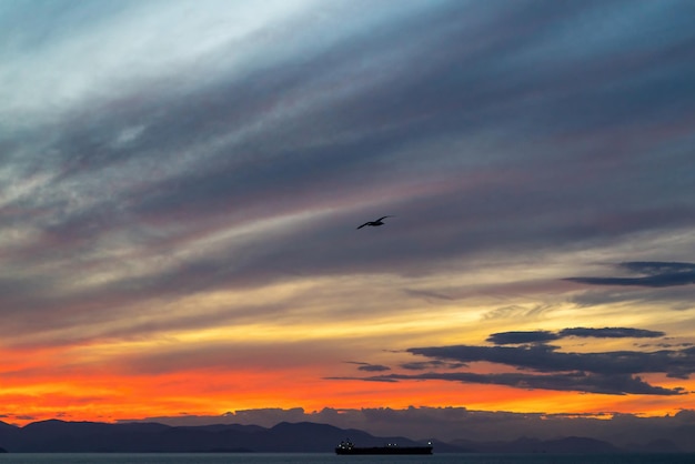 Paesaggio del mare serale con il cielo blu rosso e con la nave da carico all'orizzonte e un gabbiano
