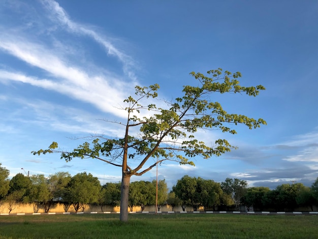 Paesaggio del parco con cielo blu albero con nuvole