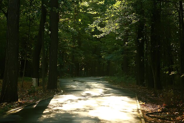 paesaggio del parco estivo / vista stagionale, alberi verdi in estate, passeggiata nella natura del concetto, ecologia, eco