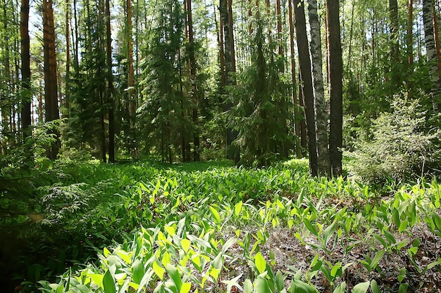 paesaggio del parco estivo / vista stagionale, alberi verdi in estate, passeggiata nella natura del concetto, ecologia, eco