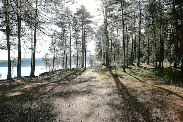 paesaggio del parco estivo / vista stagionale, alberi verdi in estate, passeggiata nella natura del concetto, ecologia, eco