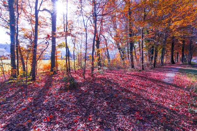 Paesaggio del parco in autunno Foglie colorate e atmosfera positiva