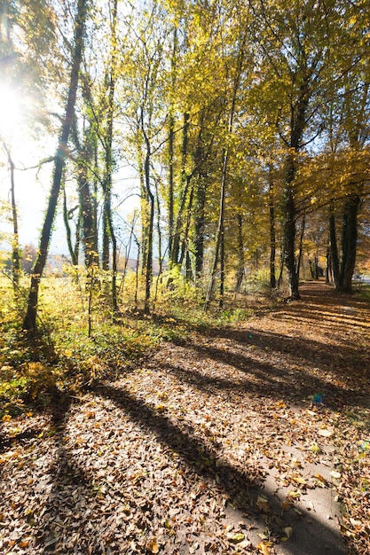 Paesaggio del parco in autunno Foglie colorate e atmosfera positiva