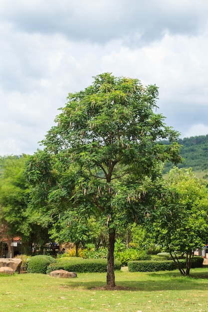 Paesaggio del parco naturale.