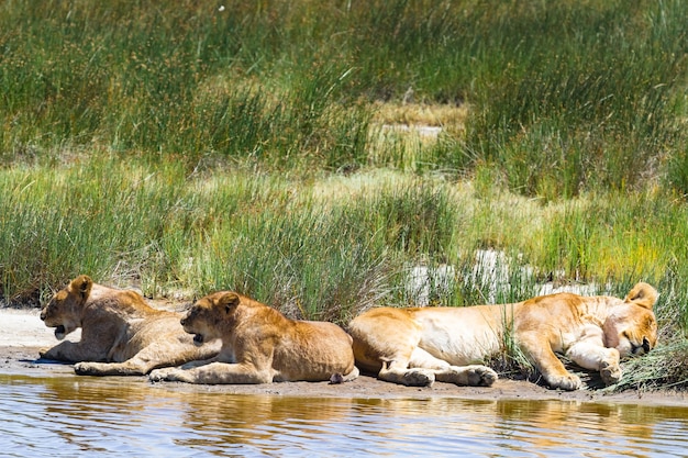 Paesaggio del Serengeti, Tanzania