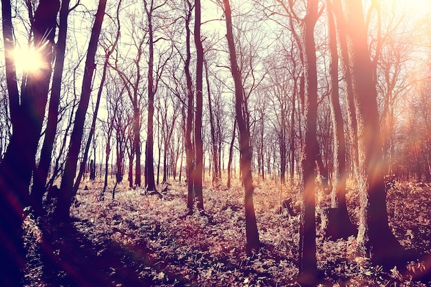 paesaggio del sole del parco autunnale / paesaggio autunnale stagionale in un parco giallo, raggi del sole al tramonto in ottobre