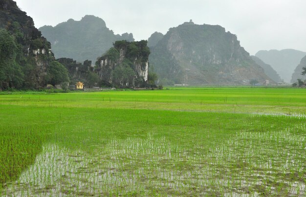 Paesaggio del Vietnam Campi di riso e torri carsiche a Ninh Binh