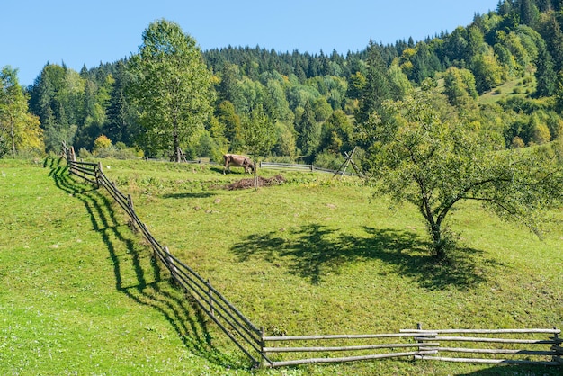 Paesaggio del villaggio con la mucca sulle colline verdi