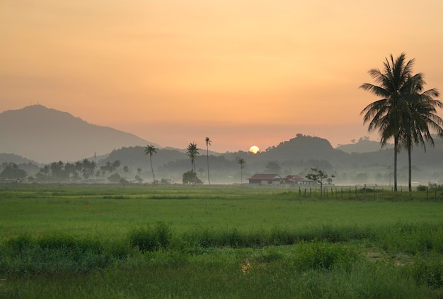 Paesaggio dell'alba sopra la risaia e la campagna