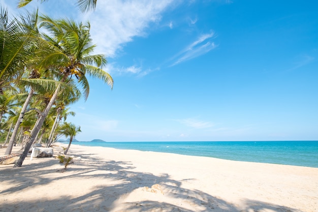 Paesaggio dell&#39;albero del cocco sulla spiaggia tropicale di estate