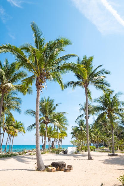 Paesaggio dell&#39;albero del cocco sulla spiaggia tropicale di estate