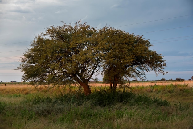 Paesaggio dell'albero di Pampas, provincia della Pampa, Patagonia, Argentina.