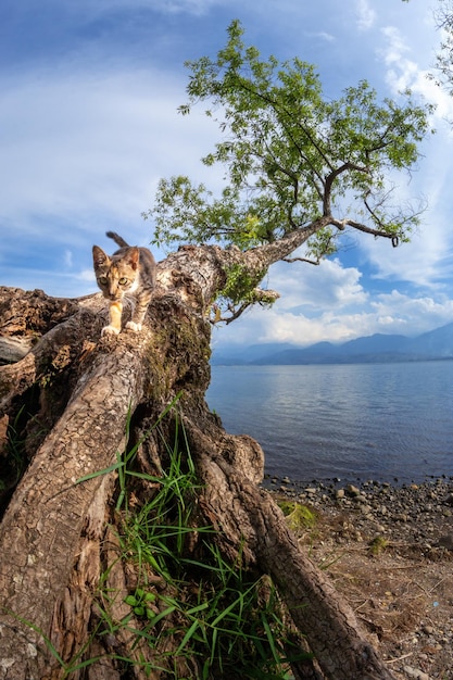 Paesaggio dell'albero sul lago