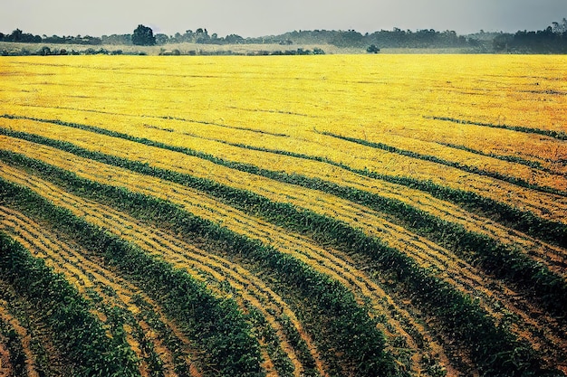 Paesaggio dell'ambiente della scena della campagna del campo agricolo giallo