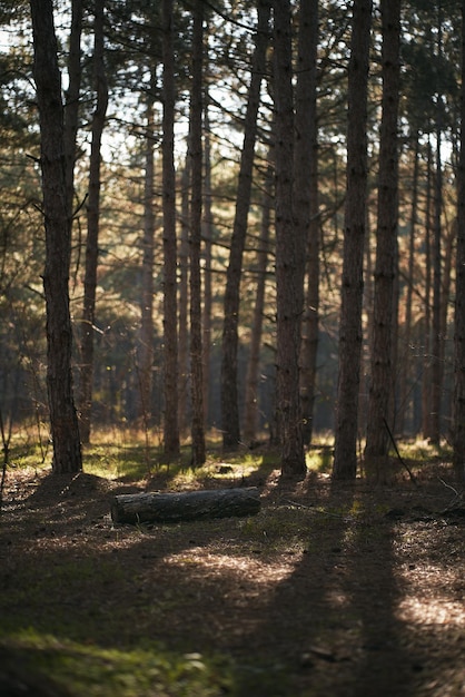 Paesaggio dell'atmosfera della foresta autunnale