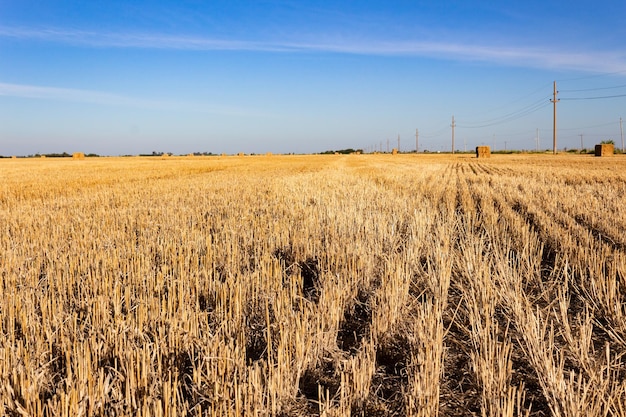 Paesaggio della campagna argentina con balle di grano