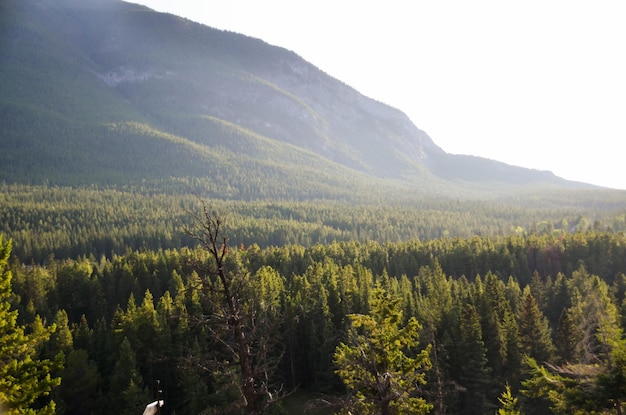 Paesaggio della catena montuosa con foresta di pini in Canada