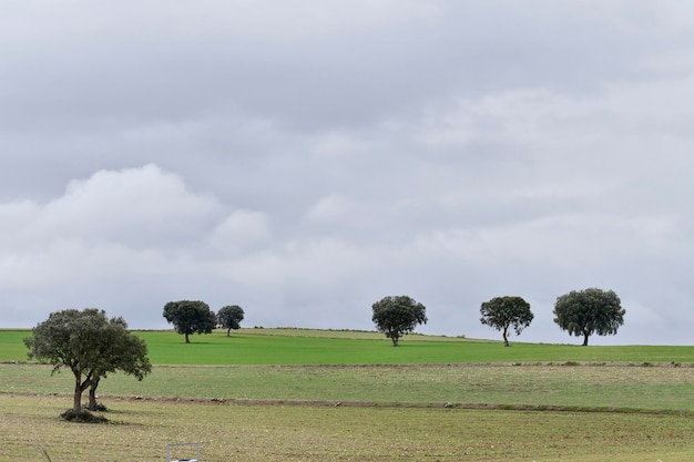 Paesaggio della dehesa cerealistica delle montagne orientali di Granada - Spagna