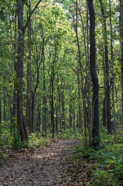 Paesaggio della foresta a Huai Kha Khaeng Wildlife Sanctuary Thailandia Patrimonio Mondiale