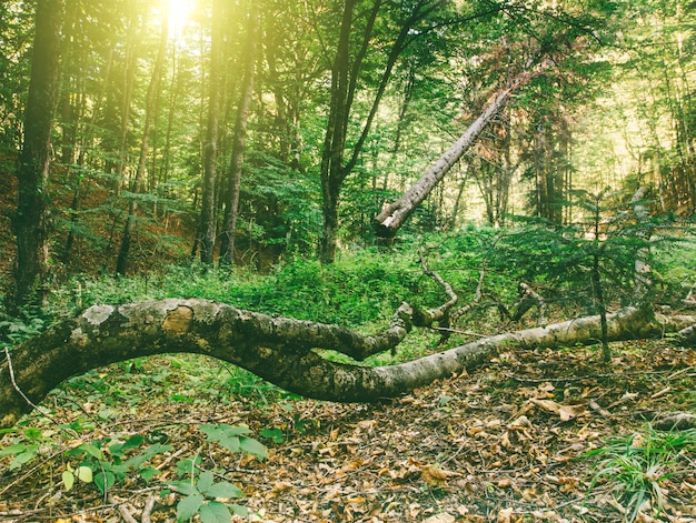 Paesaggio della foresta di autunno con vecchi alberi caduti