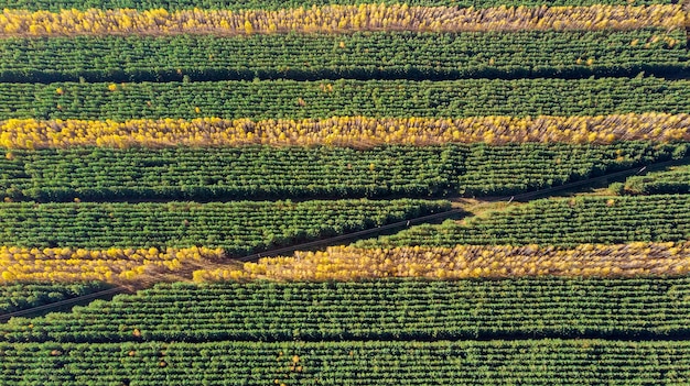 Paesaggio della foresta di autunno, foresta di autunno a strisce, vista aerea di ripresa di quadrocopter