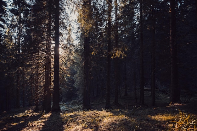 paesaggio della foresta di conifere all'interno della foresta