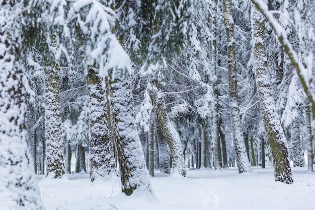 Paesaggio della foresta di inverno con neve