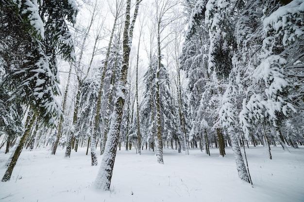 Paesaggio della foresta di inverno con neve