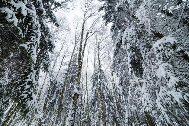 Paesaggio della foresta di inverno con neve