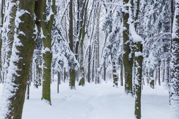 Paesaggio della foresta di inverno con neve