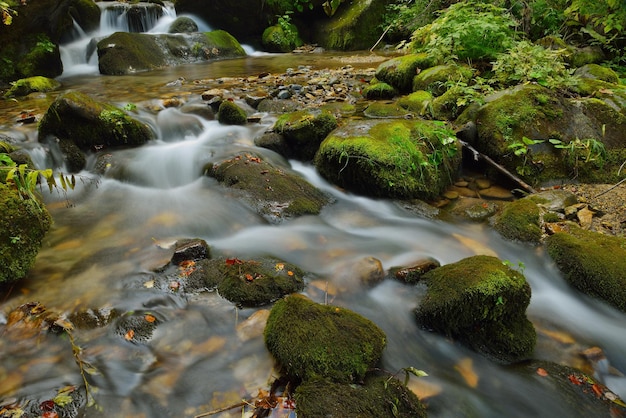 paesaggio della foresta di montagna con acqua dolce