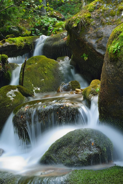 paesaggio della foresta di montagna con acqua dolce