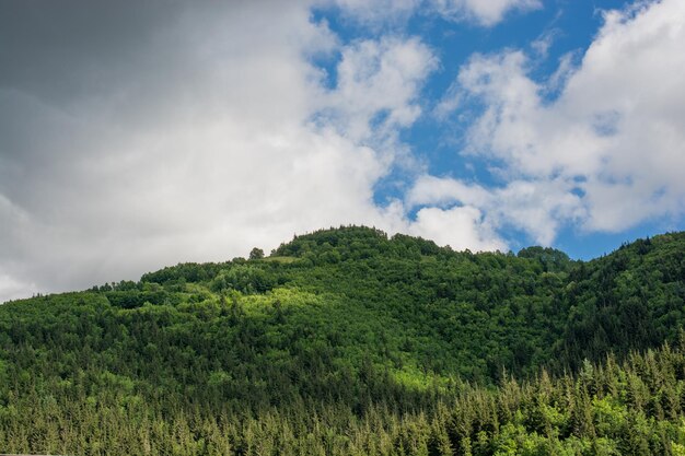 Paesaggio della foresta di montagna