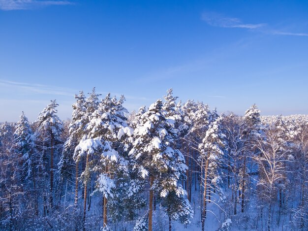 Paesaggio della foresta invernale aerea Vista a volo d'uccello dal drone