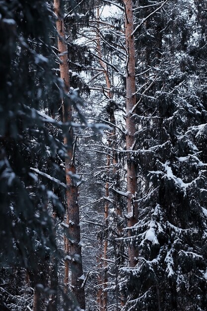 Paesaggio della foresta invernale. Alti alberi sotto il manto nevoso. Giorno gelido di gennaio nel parco.