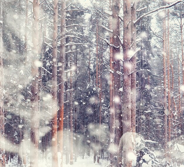 Paesaggio della foresta invernale. Alti alberi sotto il manto nevoso. Giorno gelido di gennaio nel parco.