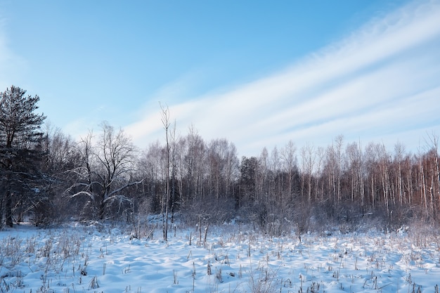 Paesaggio della foresta invernale. Alti alberi sotto il manto nevoso. Giorno gelido di gennaio nel parco.