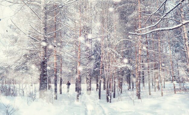 Paesaggio della foresta invernale. Alti alberi sotto il manto nevoso. Giorno gelido di gennaio nel parco.