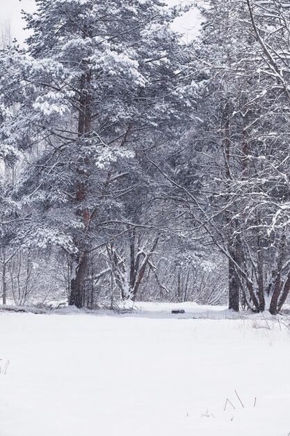 Paesaggio della foresta invernale. Alti alberi sotto il manto nevoso. Giorno gelido di gennaio nel parco.