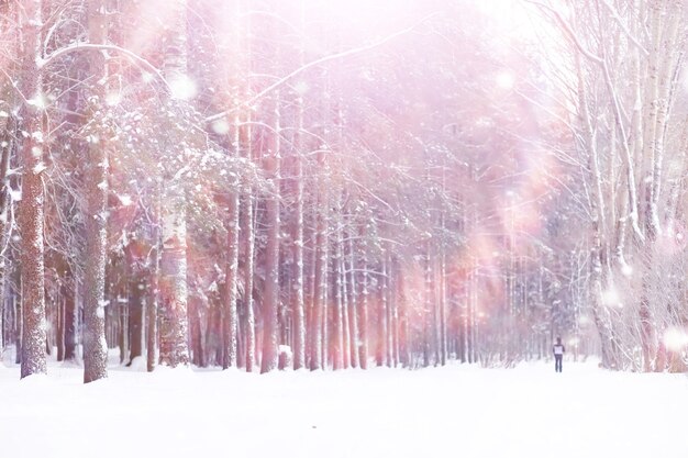 Paesaggio della foresta invernale. Alti alberi sotto il manto nevoso. Giorno gelido di gennaio nel parco.