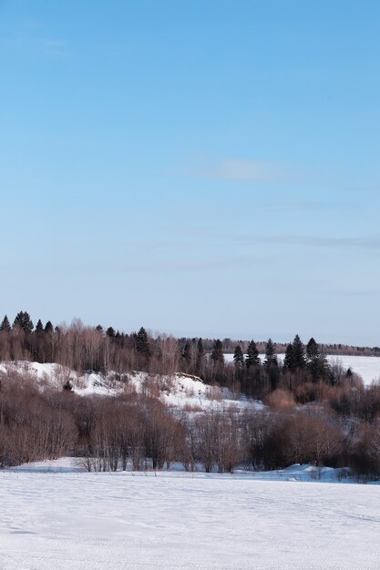 Paesaggio della foresta invernale. Alti alberi sotto il manto nevoso. Giorno gelido di gennaio nel parco.