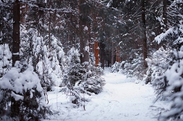 Paesaggio della foresta invernale. Alti alberi sotto il manto nevoso. Giorno gelido di gennaio nel parco.