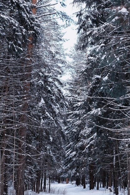 Paesaggio della foresta invernale. Alti alberi sotto il manto nevoso. Giorno gelido di gennaio nel parco.