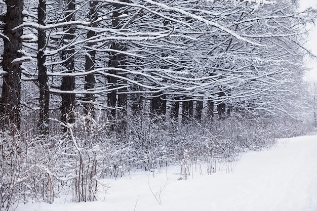 Paesaggio della foresta invernale. Alti alberi sotto il manto nevoso. Giorno gelido di gennaio nel parco.